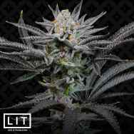 LIT Farms Seeds Lemon Cherry Gelato BX1