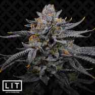 LIT Farms Seeds Zoy Sauce