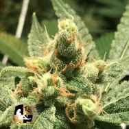 Lady Sativa Genetics Seeds Bad Azz Orange