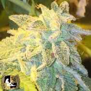 Lady Sativa Genetics Seeds Knightsbridge OZ