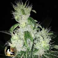 Lady Sativa Genetics Seeds Marmalade