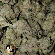 Lady Sativa Genetics Seeds Narstie Glue