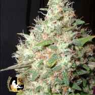 Lady Sativa Genetics Seeds Bubba Orange Kush