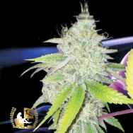 Lady Sativa Genetics Seeds Ultra Glue