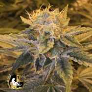 Lady Sativa Genetics Seeds Yoga Flame