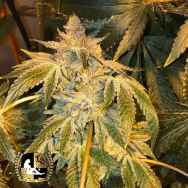 Lady Sativa Genetics Seeds Orange Candyland