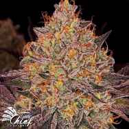 Little Chief Collabs x TH Seeds GeorgiaZGum