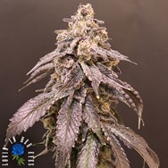 Lovin' In Her Eyes Seeds Polaris Purps