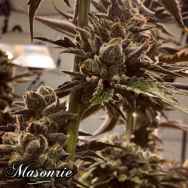 Masonrie Seeds Lit in Las Vegas