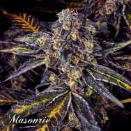 Masonrie Seeds Blueberry Freeze