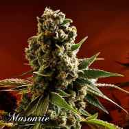 Masonrie Seeds Cherry Louis