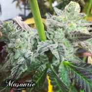 Masonrie Seeds Black Rainbow