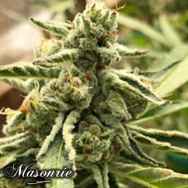 Masonrie Seeds Orange Taboo