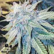 Massive Creations Seeds Blue Z Burger