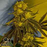 Massive Creations Seeds God Lemon