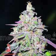 Medical Seeds Mendocino Chanel Kush