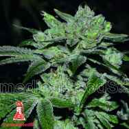 Medical Seeds Sour Glue