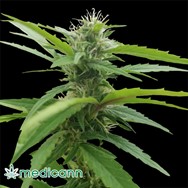 Medicann Seeds Medi-CBG