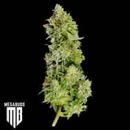 MegaBuds Seeds Beast Mode Auto