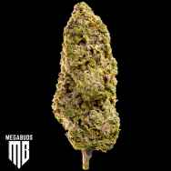 MegaBuds Seeds Fast Master