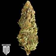 MegaBuds Seeds Mega CBD