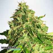 Ministry of Cannabis AUTO Cannabis Light