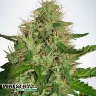 Ministry of Cannabis Cannabis Light