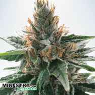 Ministry of Cannabis Gods Glue