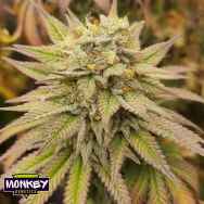 Monkey Genetics Monkey Haze