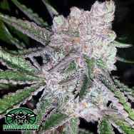 Mosca Seeds Bubblegum Boogie