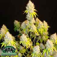 Mosca Seeds Indiana Bubblegum S1