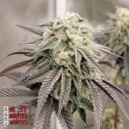 Most Wanted Genetics Martianmallow OG