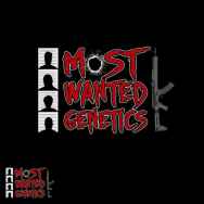 Most Wanted Genetics Vaderade