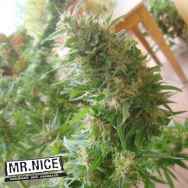 Mr Nice Seeds Angel Heart (Seeds Mango Haze x Afghan Skunk)