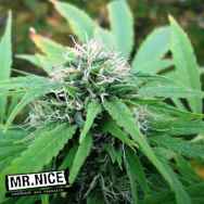 Mr Nice Seeds NL5 x Skunk