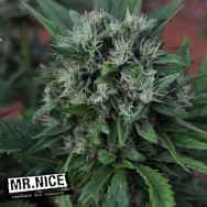 Mr Nice Seeds U2