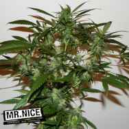 Mr Nice Seeds The Cure