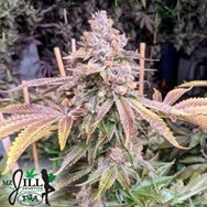 TGA Mz Jill Genetics Jilly Bean Black Cherry