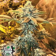 TGA Mz Jill Genetics Jilly Bean Bubblegum