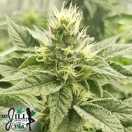 TGA Mz Jill Genetics Jilly Glue