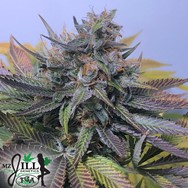 TGA Mz Jill Genetics Jilly Bean F2