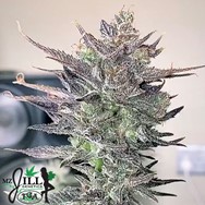 TGA Mz Jill Genetics Queen Anne's Revenge