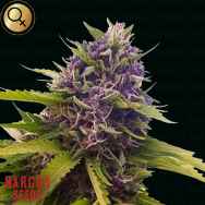 Narcos Seeds Blackbeard