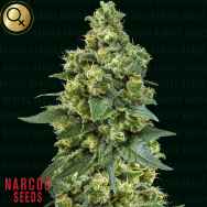 Narcos Seeds Cali Critical Power