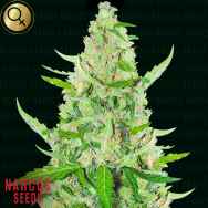 Narcos Seeds El Limon