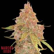 Narcos Seeds El Patron Dosidos AUTO