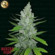 Narcos Seeds Griselda White Widow