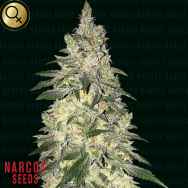 Narcos Seeds Kingpin Kush