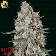 Narcos Seeds La Catedral