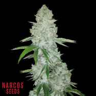 Narcos Seeds Miami Sunset OG